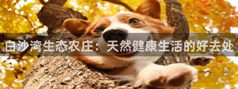 琳琅娱乐社区