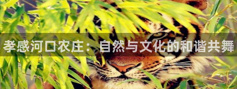 琳琅娱乐平台注册