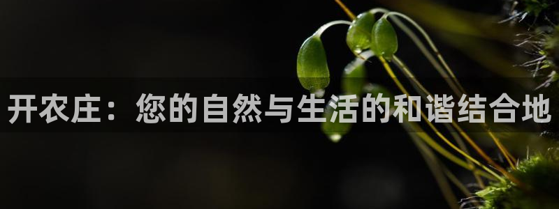 娱乐从琳琅榜开始