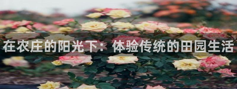 琳琅娱乐平台怎么样